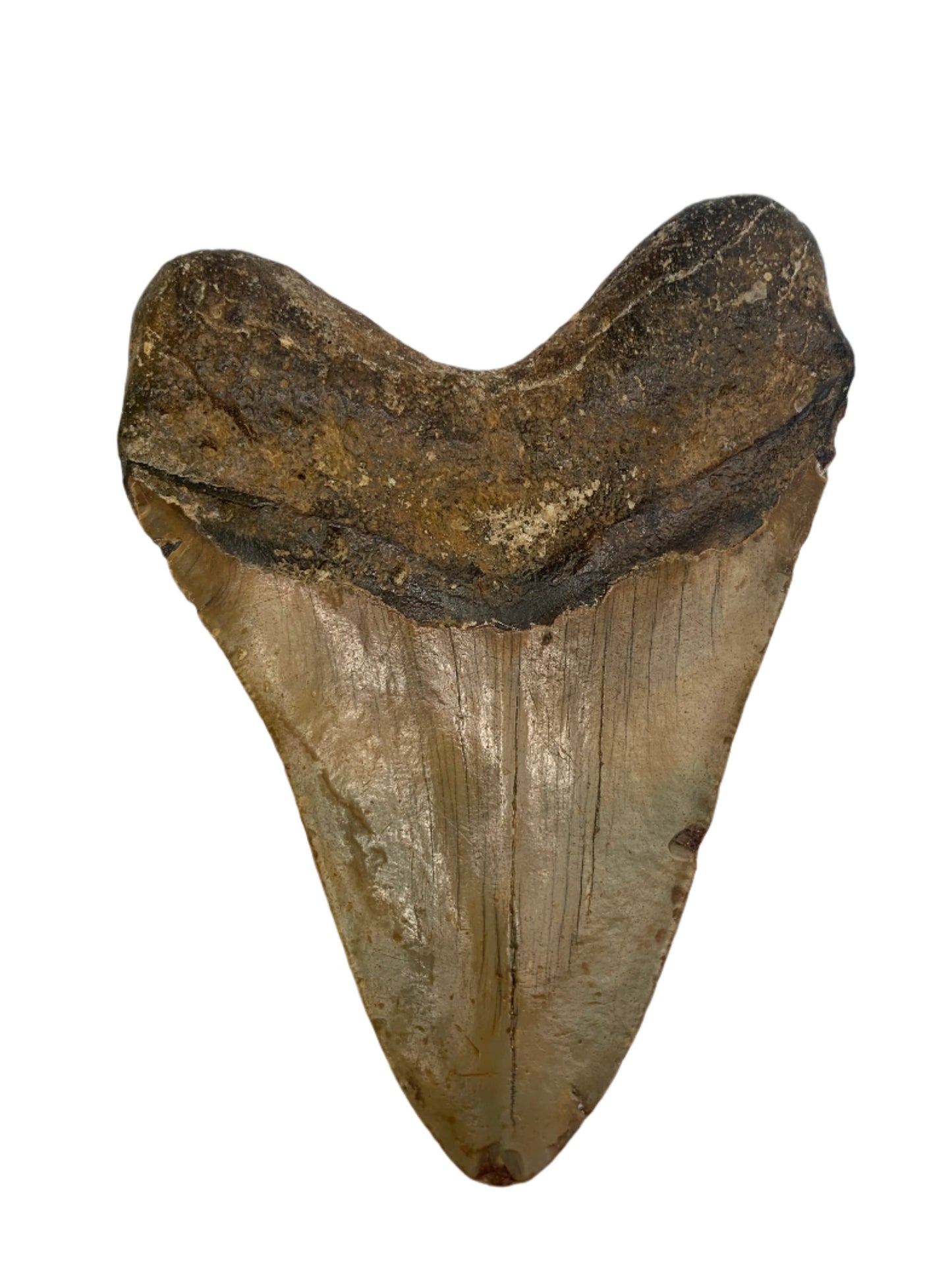 Megalodon Tooth 5.5" #5