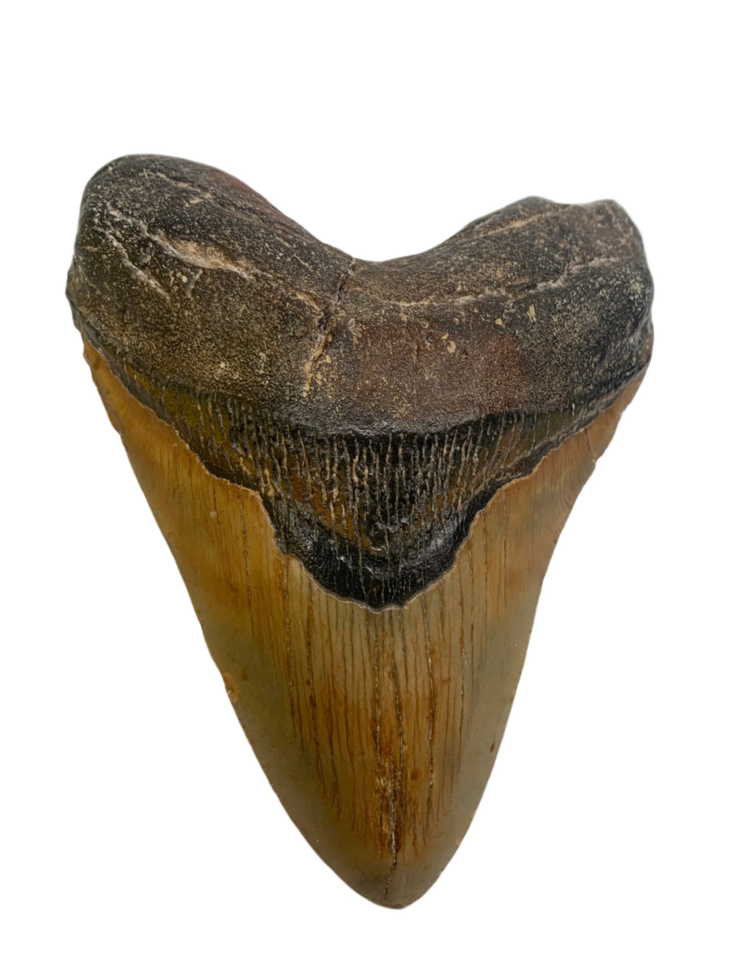 Megalodon Tooth 5.5" #5