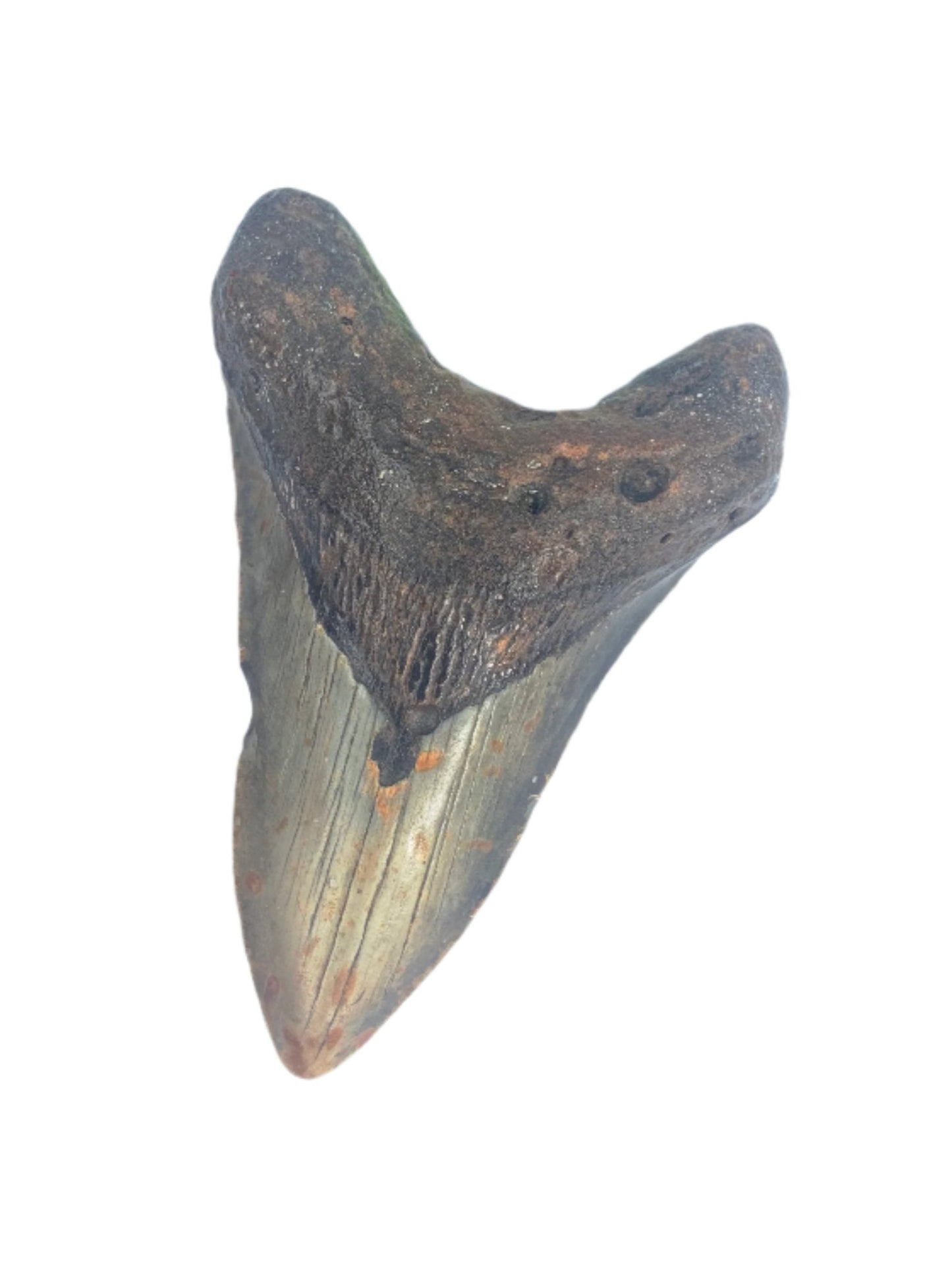 Megalodon Tooth 4.35 #8
