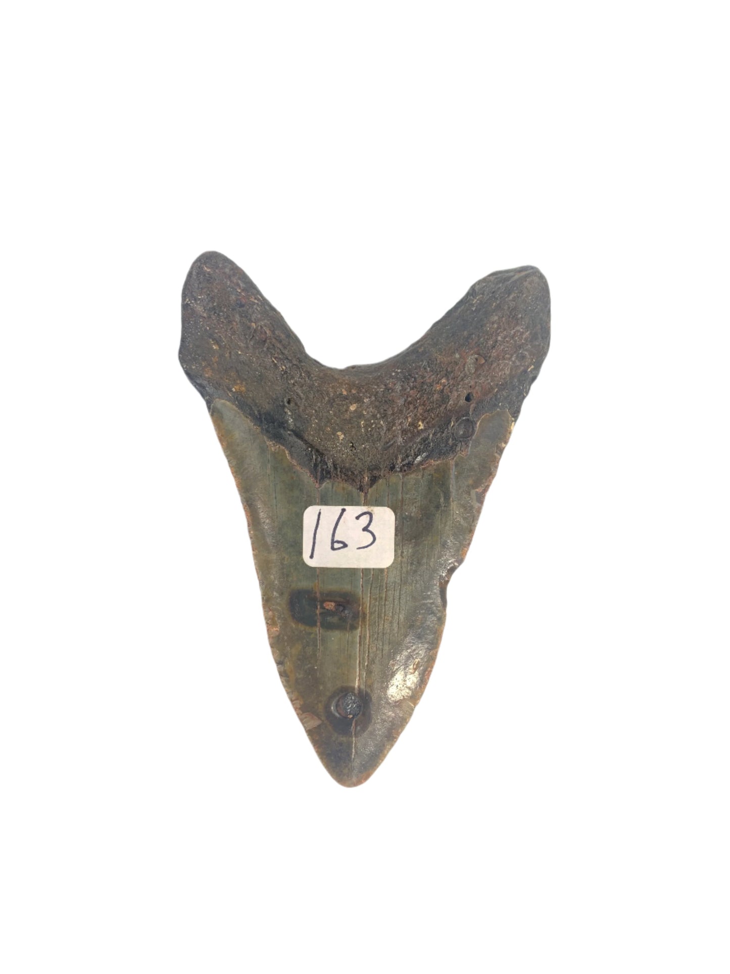 Megalodon Tooth 4.55 #7
