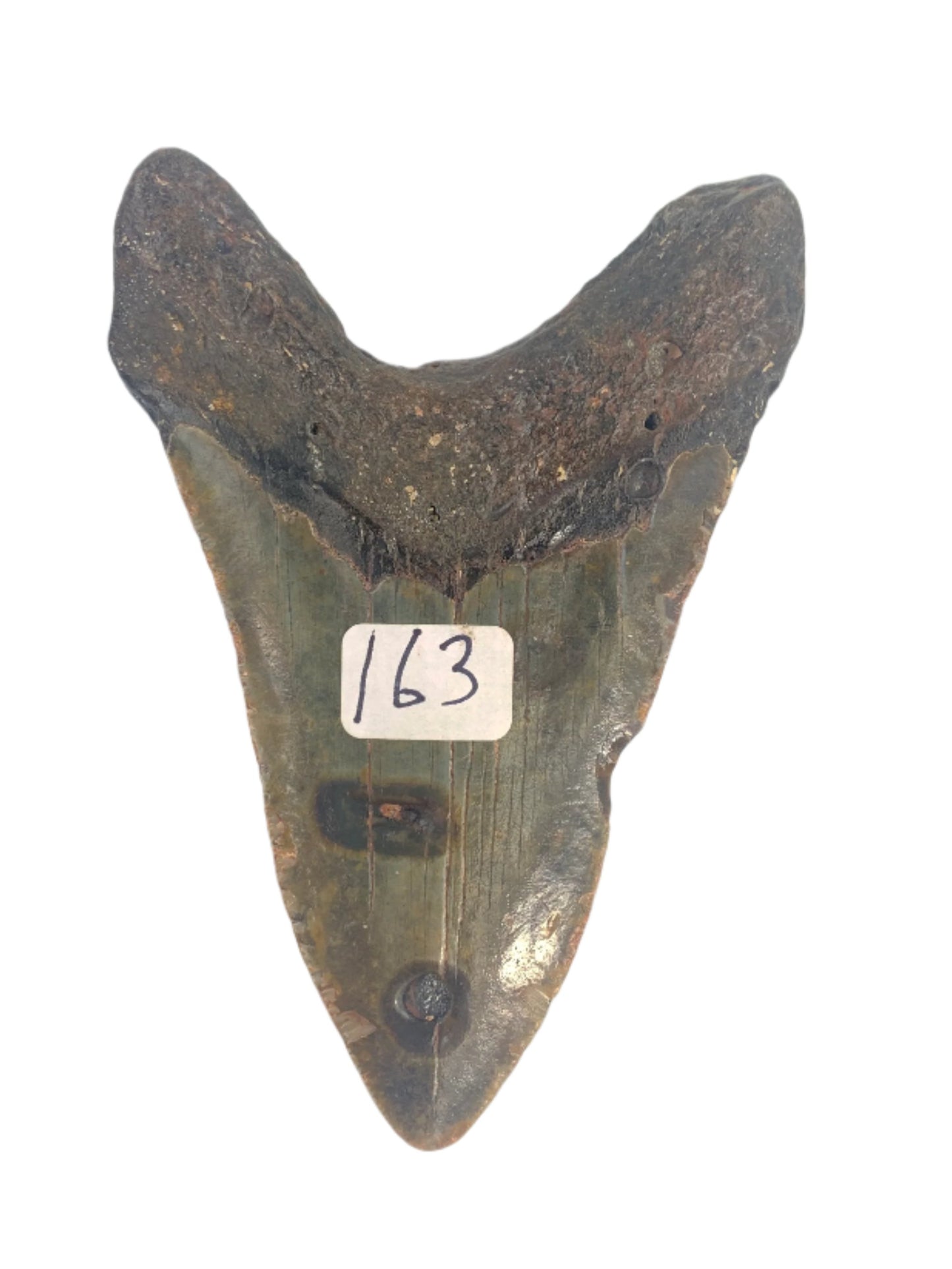 Megalodon Tooth 4.35 #8