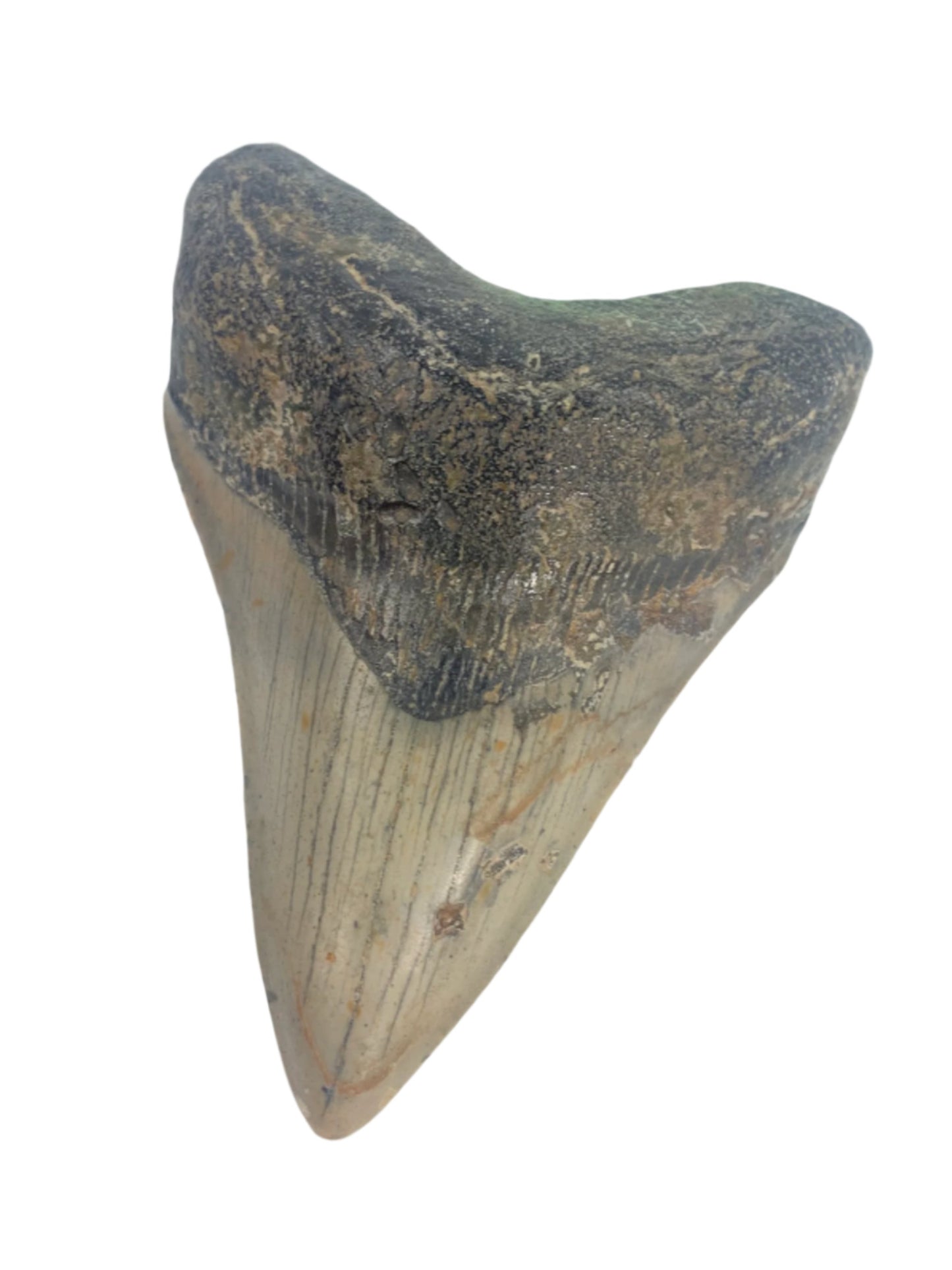 Megalodon Tooth4.475" #9