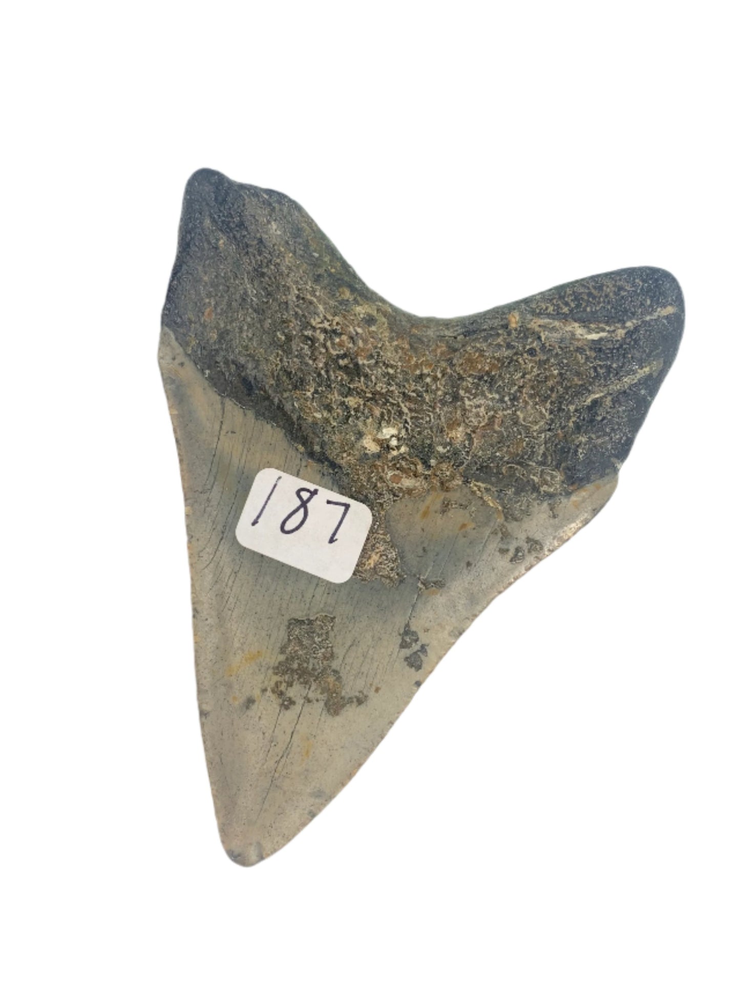 Megalodon Tooth4.475" #9