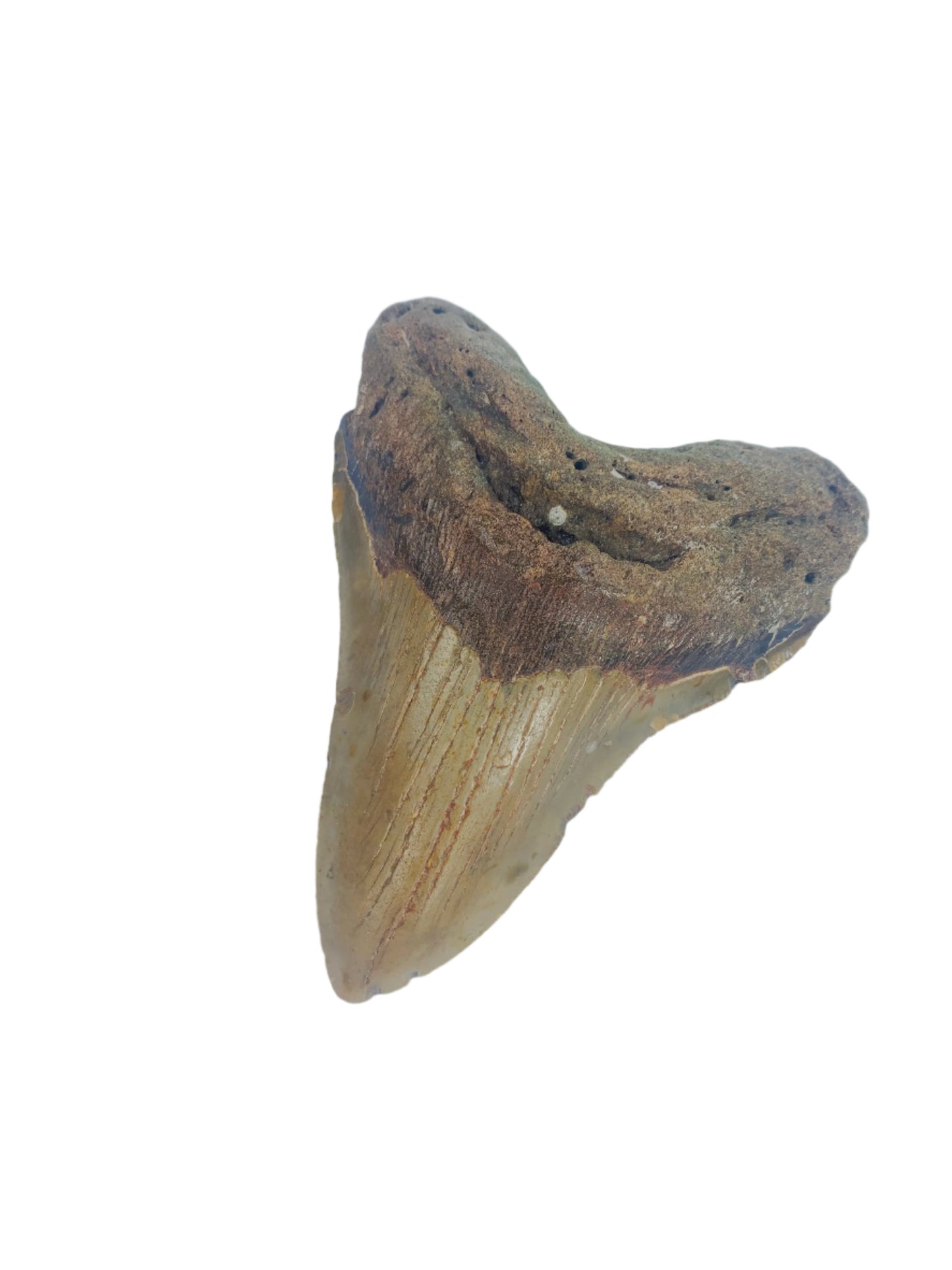 Megalodon Tooth 4.45" #10