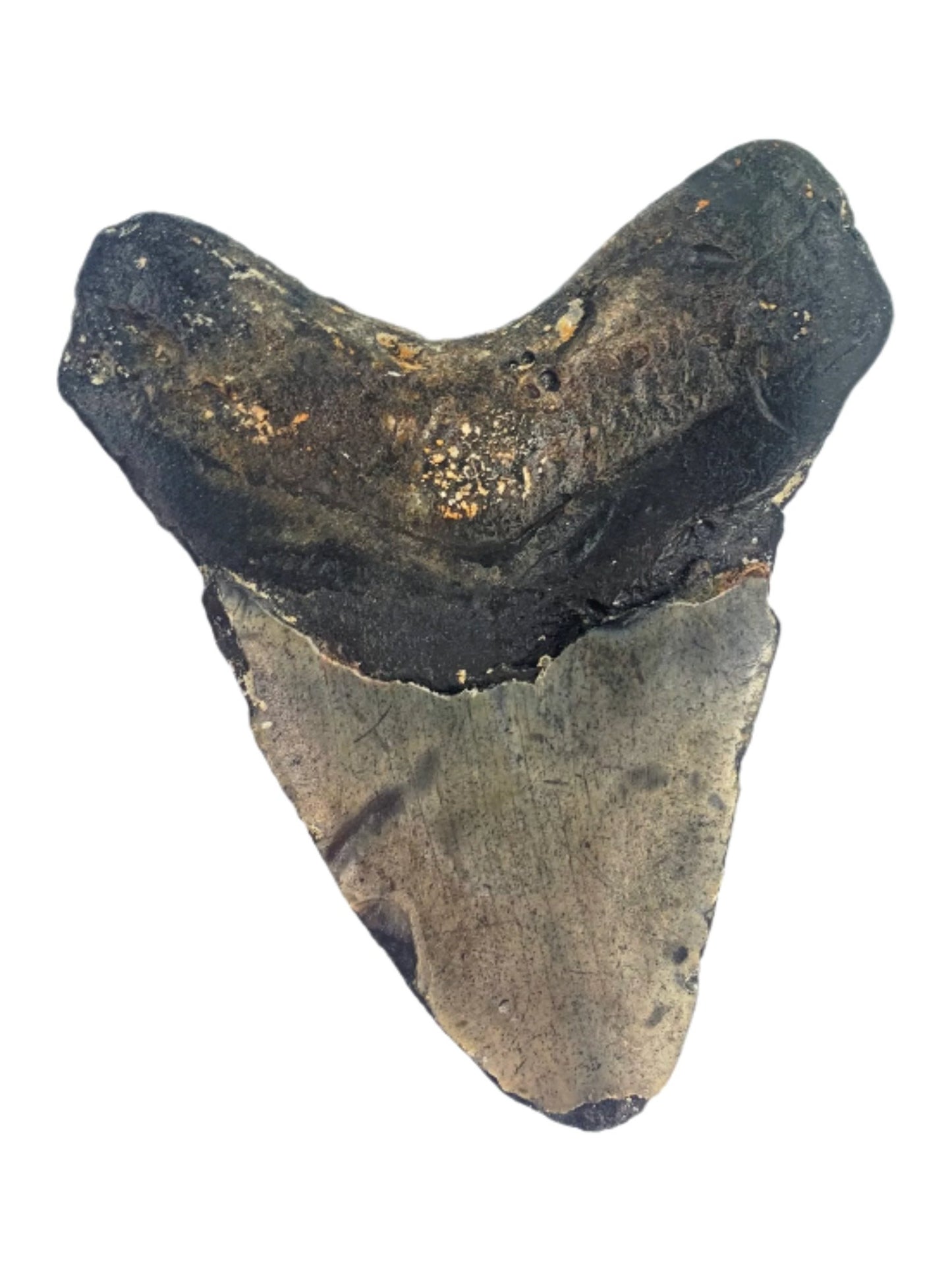 Megalodon Tooth 4.41" #12