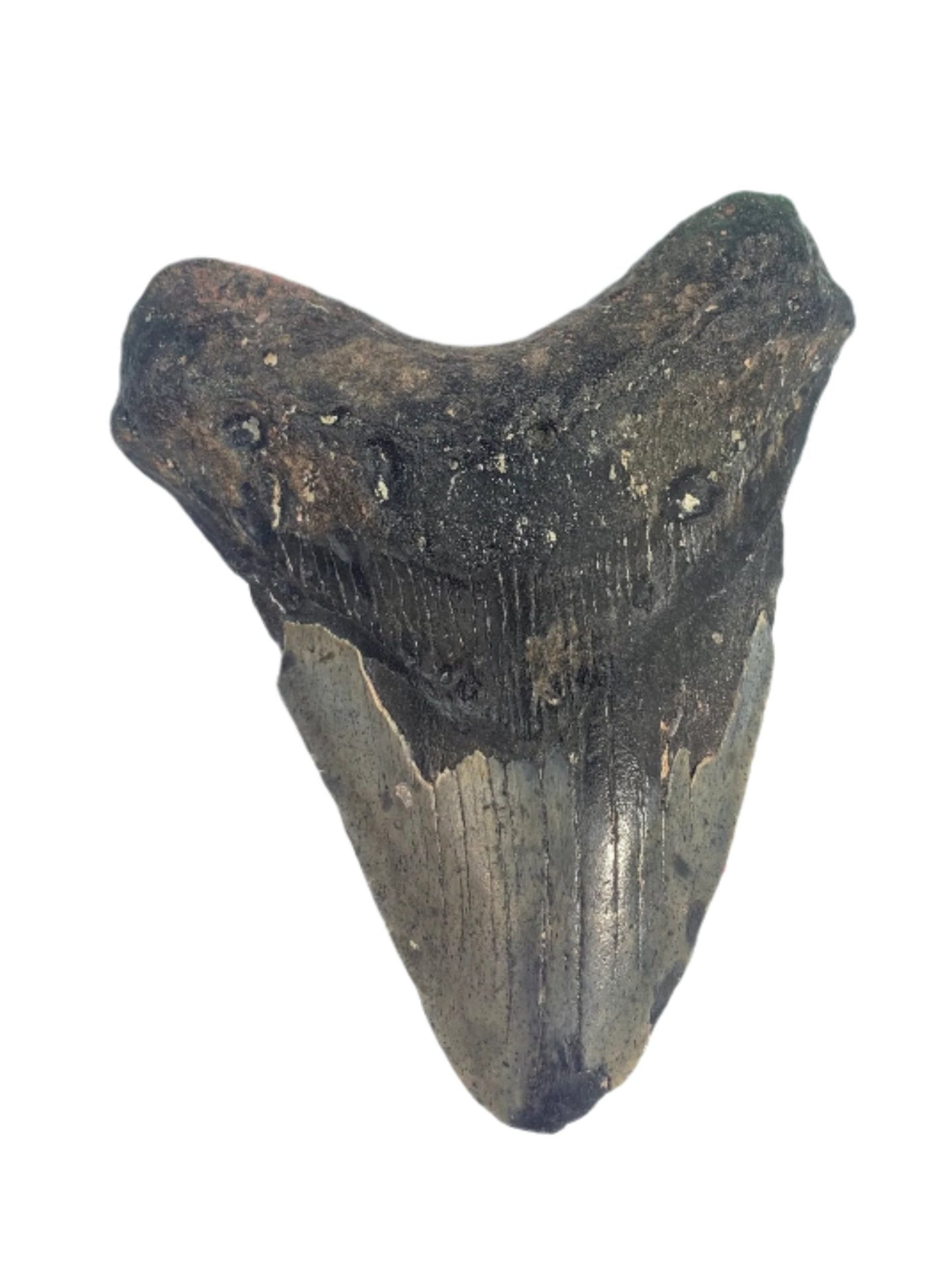 Megalodon Tooth 4.41" #12
