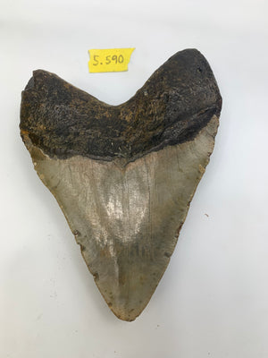 Megalodon Tooth 5.590"