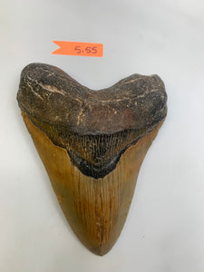 Megalodon Tooth 5.5"