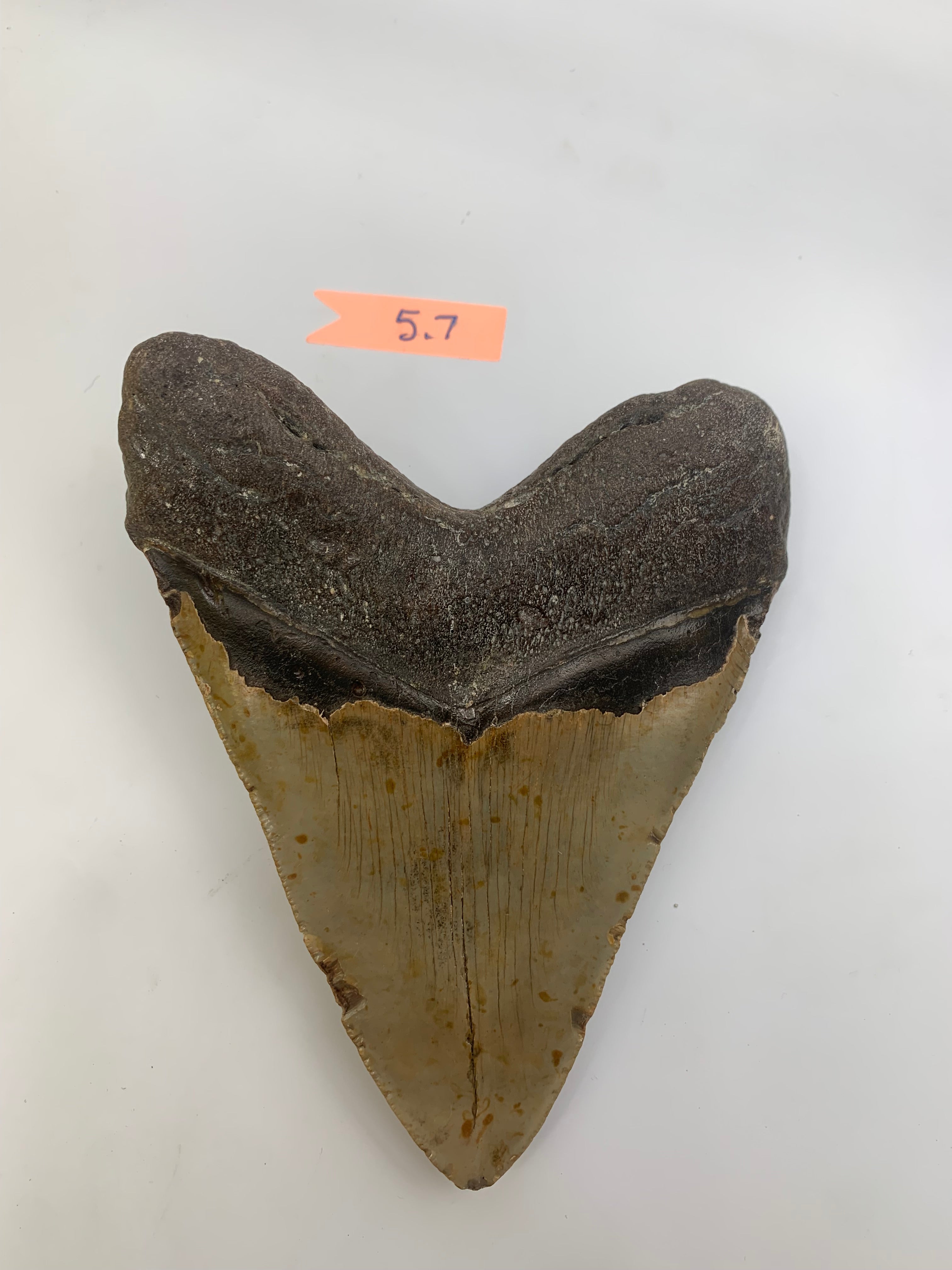 Megalodon Tooth 5.7"