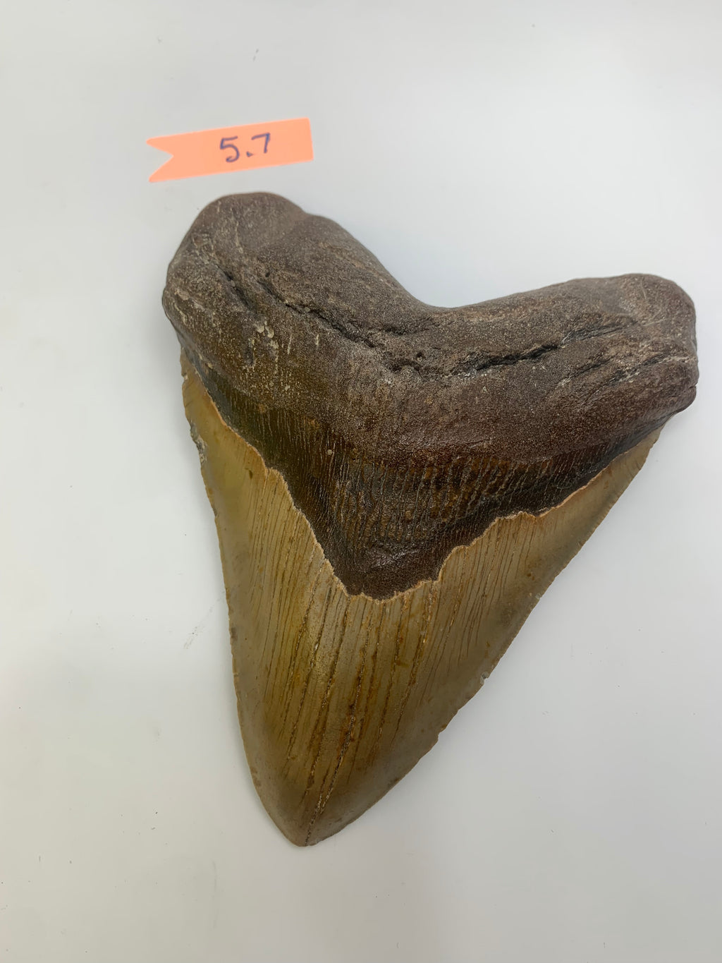 Megalodon Tooth 5.7"